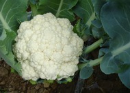 Karfiol (szabadföldi)